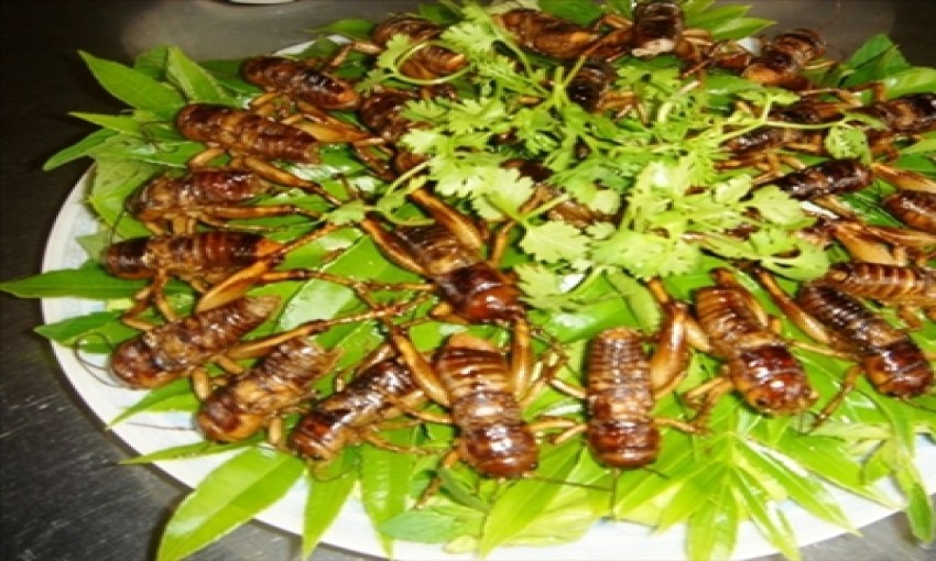 Trại Dế Ông Giờ