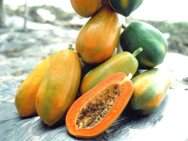 Đu đủ