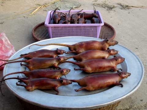 Thịt chuột