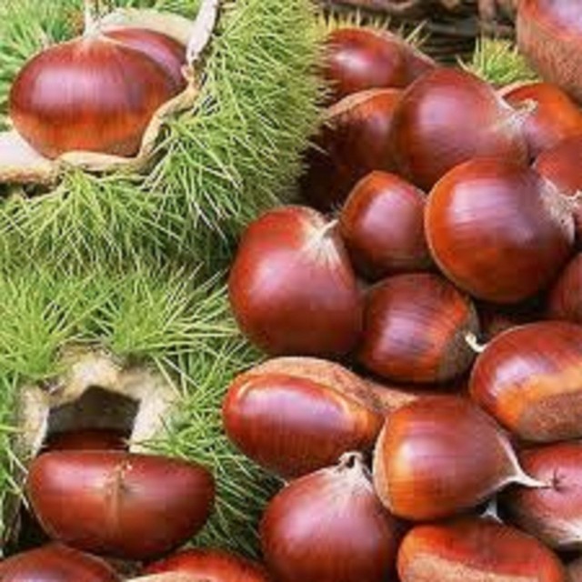 Hạt dẻ 1