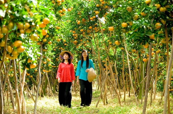 Miệt vườn xum xuê cây trái ở Miền Tây