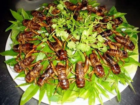 Những đặc sản côn trùng ở Việt Nam 6