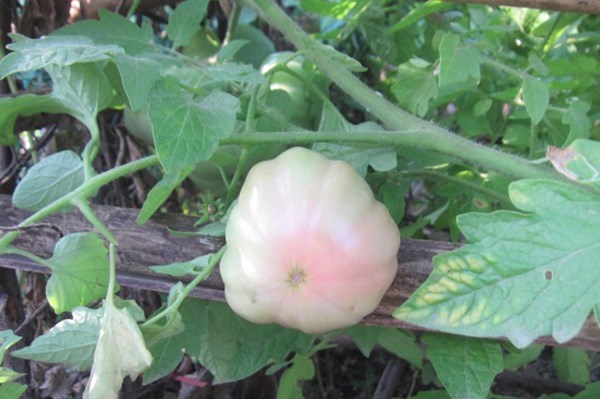 Trái cà chua mạ trồng 1