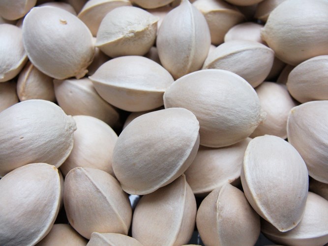 Sữa chua bạch quả