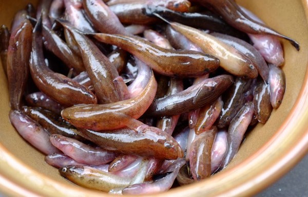 cá bống mật