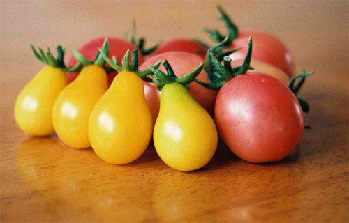 Cà chua bi hình trái lê 2