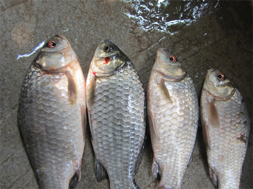 Cá diếc