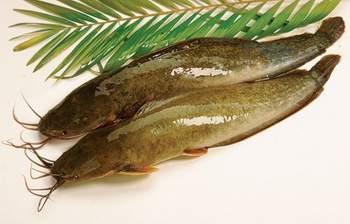 Cá trê bổ huyết tráng dương