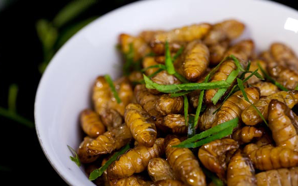 Nhộng tằm