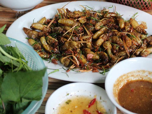 Nhộng ve sầu