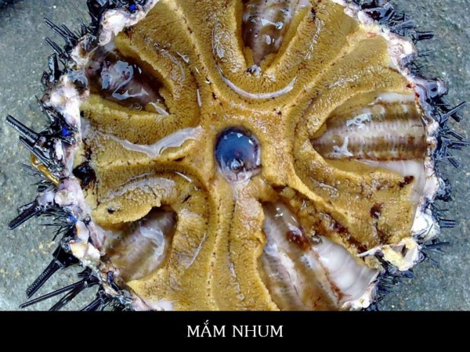 Mắm nhum