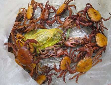 Cua đá