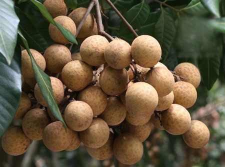 Cách phân biệt nhãn, chanh Trung Quốc và Việt Nam