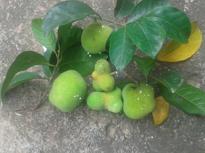 Quả chay