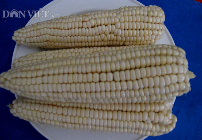 Trái bắp nếp 