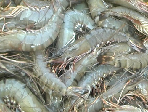 Nhớ món tôm rang của bà 1