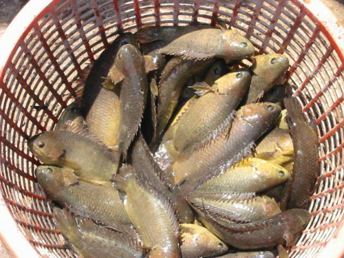 Hương vị canh cá Quỳnh Côi 1