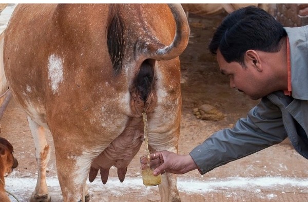 Nước tiểu bò dùng làm nước giải khát