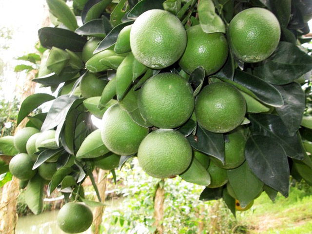 Cam xoàn Lai Vung