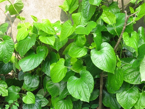 Chữa bệnh đau lưng bằng 5 dược liệu dân gian