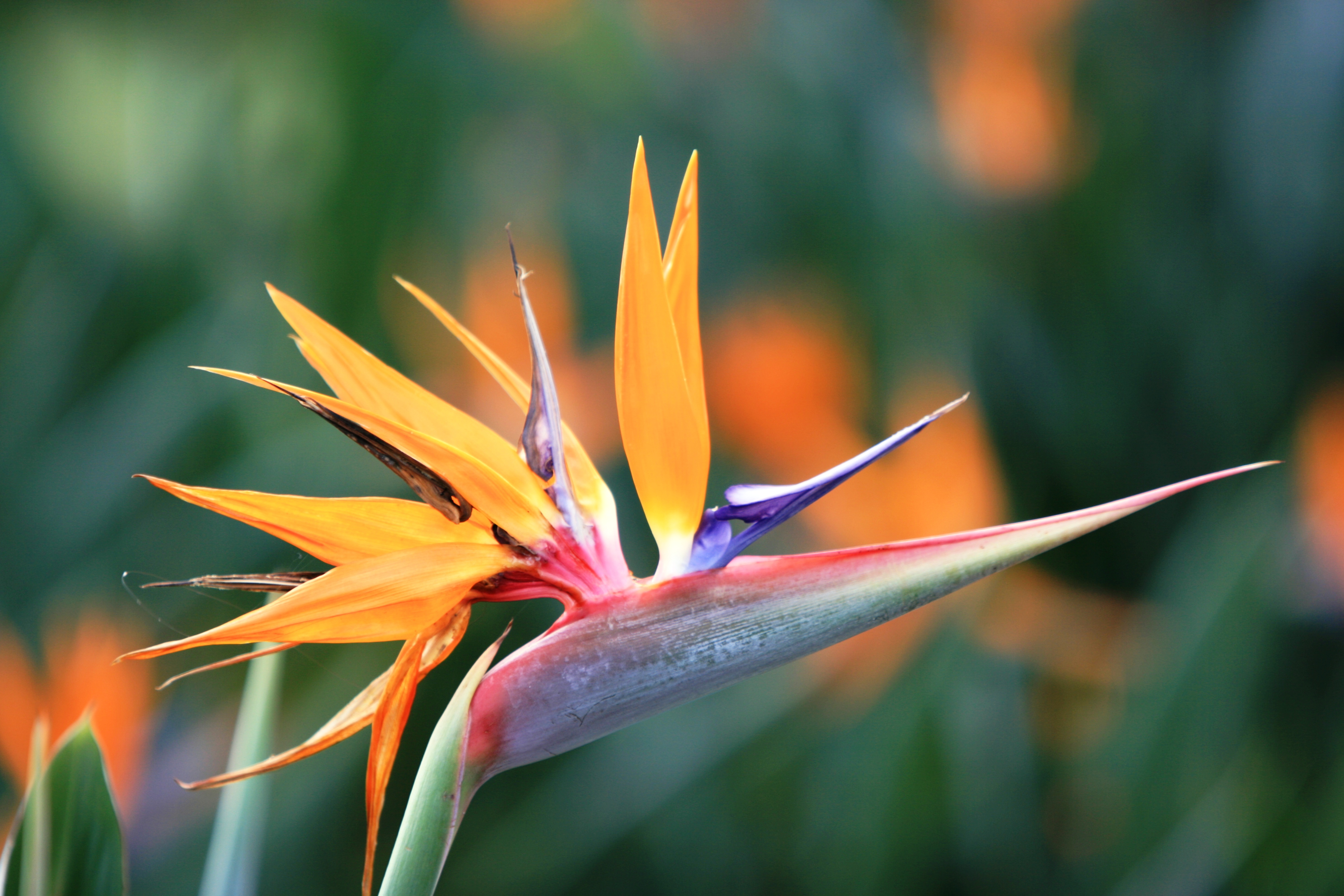 Bất ngờ: Loài hoa thiên yểu đẹp rực rỡ có thể ảnh hưởng đến hệ tiêu hóa1