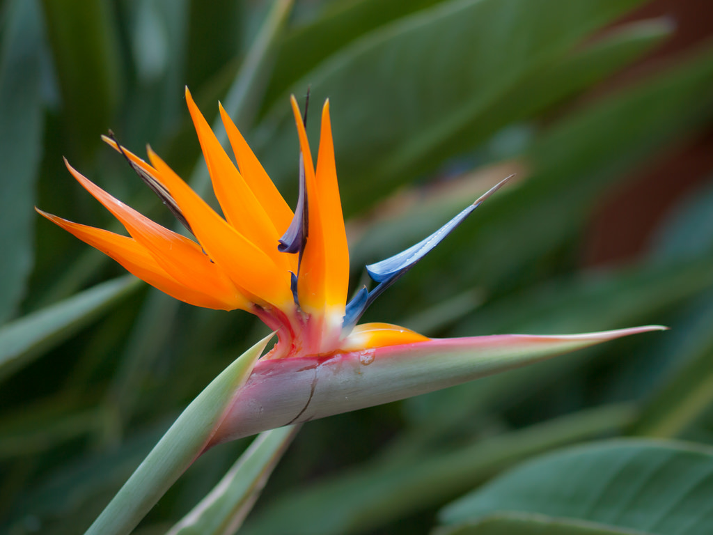 Bất ngờ: Loài hoa thiên yểu đẹp rực rỡ có thể ảnh hưởng đến hệ tiêu hóa2