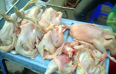 Thịt gà giá rẻ lại tràn lan khắp chợ