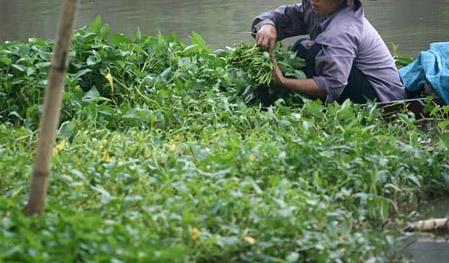 Những bè rau muống trái mùa xanh non mơm mởn trên dòng sông Nhuệ quanh năm sặc mùi ô nhiễm (Ảnh: PLVN)