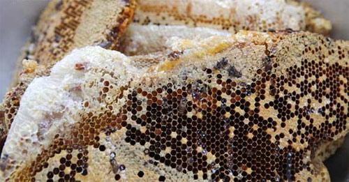 Người Thái có nhiều cách chế biến nhộng ong như hấp, chiên, xôi đồ nhộng ong...