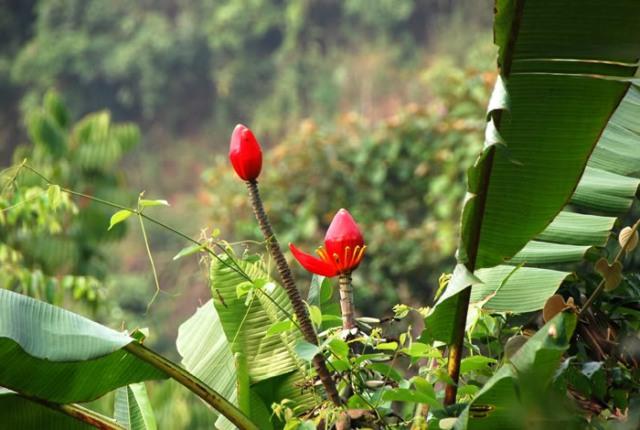 Cây chuối rừng.