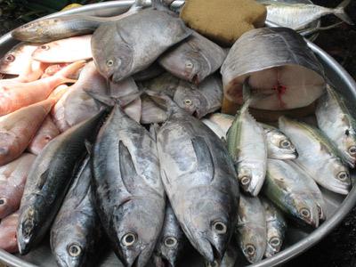 Hướng dẫn: Giá Trị Dinh Dưỡng và Những Điều Cần Biết Về Cá