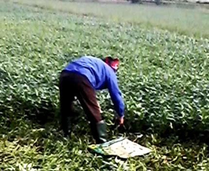 Kinh hoàng chứng kiến nông dân "tắm" hóa chất, dầu nhớt cho rau muống | Thực phẩm bẩn,Thực phẩm chứa hóa chất,Vệ sinh an toàn thực phẩm