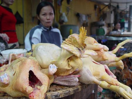 Bằng mắt thường rất khó phân biệt được gà ta và gà nhập lậu, nên nguy cơ người tiêu dùng ăn phải gà nhiễm kháng sinh cấm rất lớn (ảnh minh họa). Bằng mắt thường rất khó phân biệt được gà ta và gà nhập lậu, nên nguy cơ người tiêu dùng ăn phải gà nhiễm kháng sinh cấm rất lớn (ảnh minh họa).