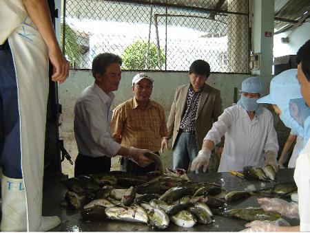 Một cơ sở chế biến cá nóc xuất khẩu ở Khánh Hòa. Một cơ sở chế biến cá nóc xuất khẩu ở Khánh Hòa.