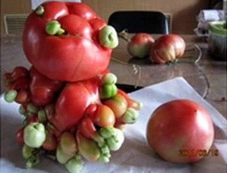 Cà chua kết thành từng đoàn lớn giống như cục bướu sưng.