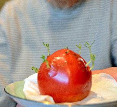 Cà chua nẩy mầm