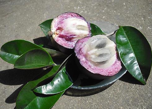 Vú sữa Lò Rèn - Tiền Giang là một trong 10 trái cây có giá trị kinh tế cao nhất Việt Nam.