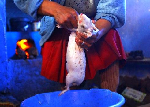 Một người phụ nữ chuẩn bị một con lợn guinea để nấu ăn trong Langui, Peru. Chuột lang là một món ăn ở nhiều nơi của Nam Mỹ.