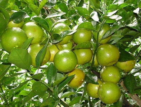 Quýt đường là một đặc sản trái cây nổi tiếng của tỉnh Trà Vinh. Quýt đường được trồng nhiều ở làng Long Trị và vài nơi khác.
