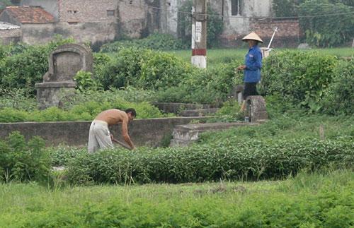 Người Hà Nội ăn rau trồng ngay trên mộ người chết 11 Người Hà Nội ăn rau trồng ngay trên mộ người chết 11