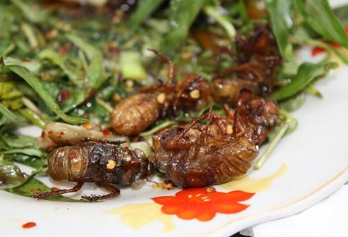 Nhộng ve sầu