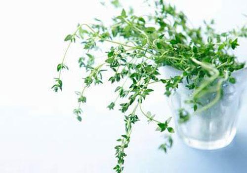Một trong 9 thực phẩm cần có trong ngày