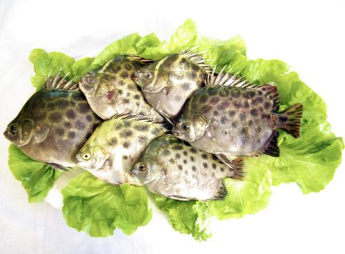 Cá Hói nướng Giềng mẻ - hương vị độc đáo của thành phố Cảng Hải Phòng
