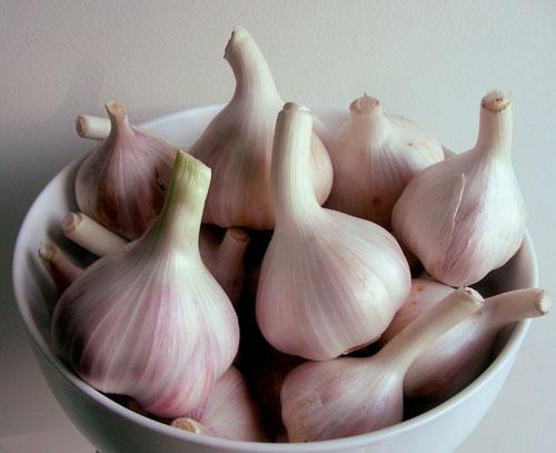 garlic-jpeg-1377759414.jpg