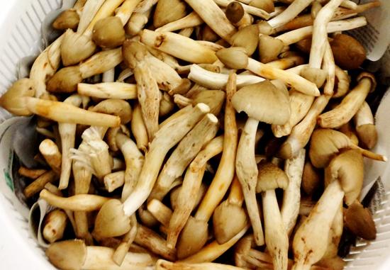 Nấm mối là một nguyên liệu tự nhiên nhưng rất tốt cho sức khỏe, được ví như thịt gà vì hương vị thơm ngon của nó.