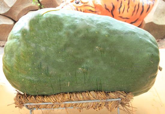 Trái bí đao đến từ Bình Định có trọng lượng là 50kg.